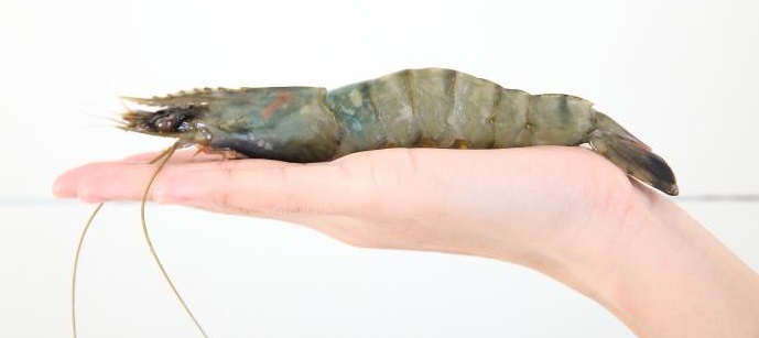 happy tuesday 日本北海道天使虾刺身 (约30-40只)(约1kg) 解冻即食